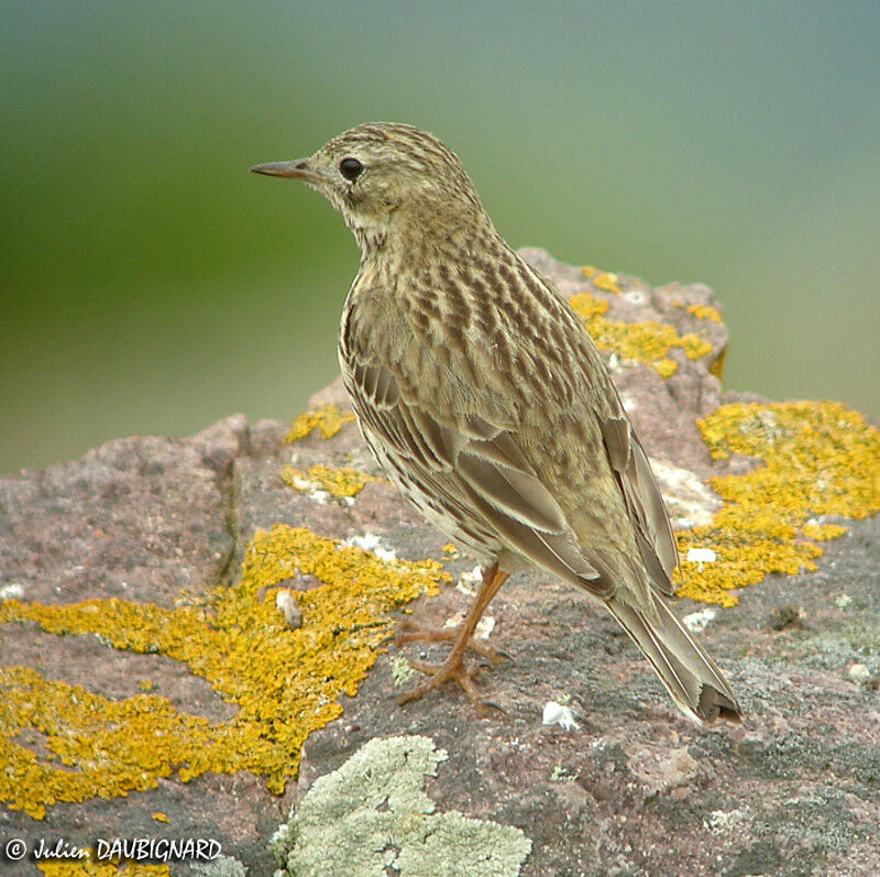 Meadow Pipit