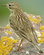 Pipit farlouse