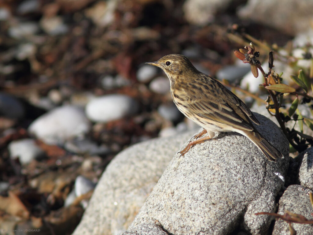 Meadow Pipit, identification