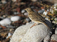 Meadow Pipit