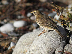 Pipit farlouse