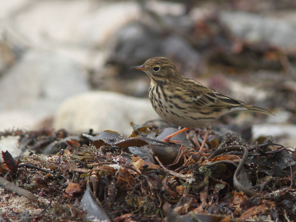 Pipit farlouse, identification