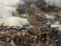 Pipit farlouse