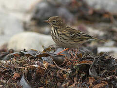 Meadow Pipit