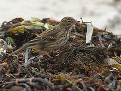 Meadow Pipit