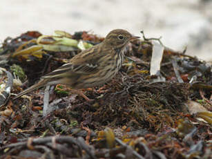 Pipit farlouse