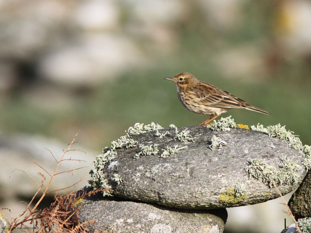 Pipit farlouse, identification