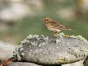 Pipit farlouse