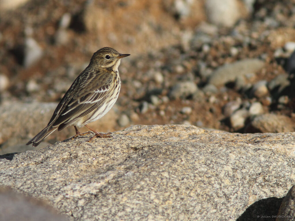 Meadow Pipit, identification