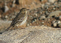 Pipit farlouse