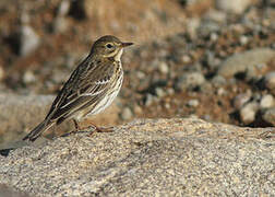 Meadow Pipit