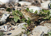 Pipit farlouse