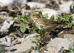 Meadow Pipit