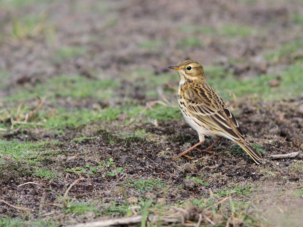 Pipit farlouse, identification