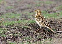 Pipit farlouse