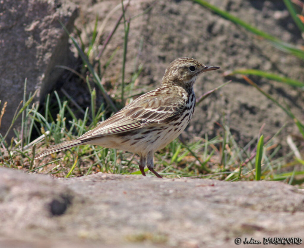 Pipit farlouse, identification