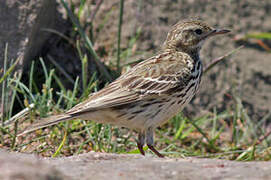 Meadow Pipit