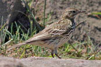 Pipit farlouse