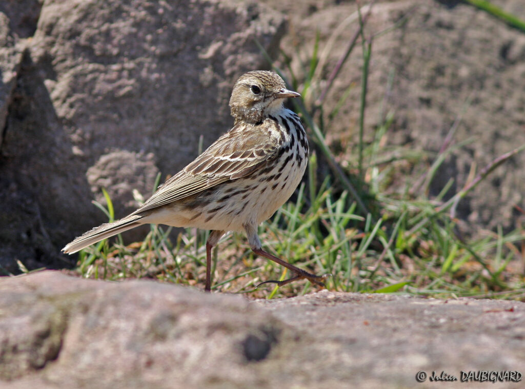 Pipit farlouse, identification