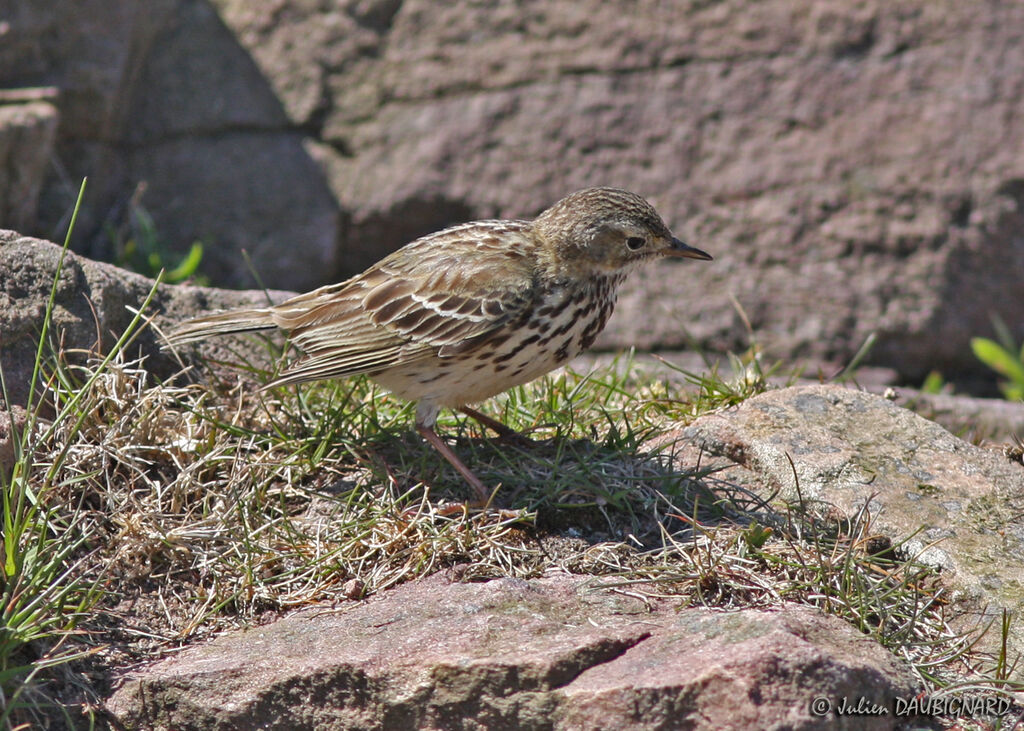 Pipit farlouse, identification