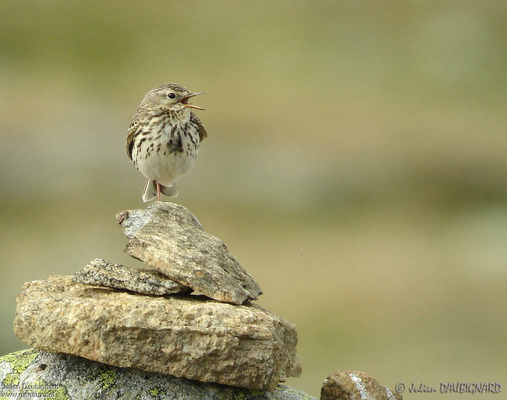 Pipit farlouseadulte, portrait, chant