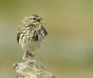 Pipit farlouse