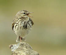 Pipit farlouse