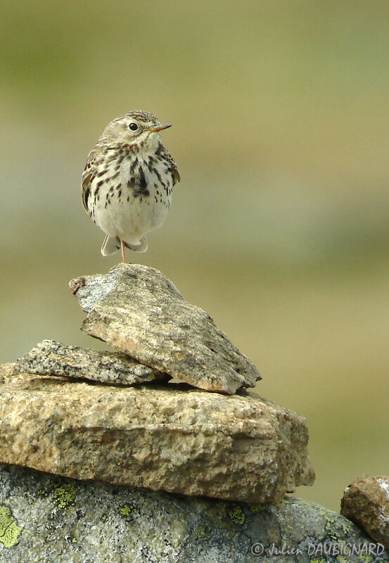 Meadow Pipit, identification