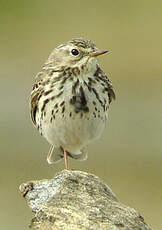 Pipit farlouse