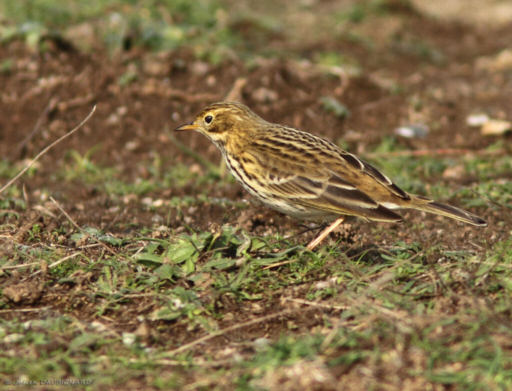 Pipit farlouse, identification