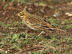 Pipit farlouse