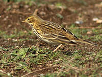 Pipit farlouse