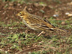 Meadow Pipit