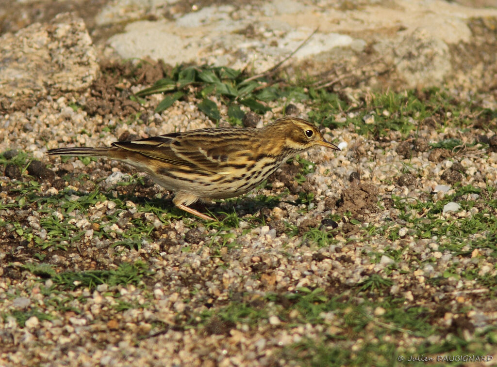 Meadow Pipit, identification