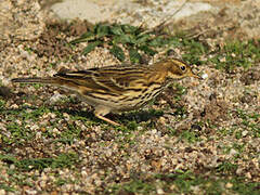 Pipit farlouse