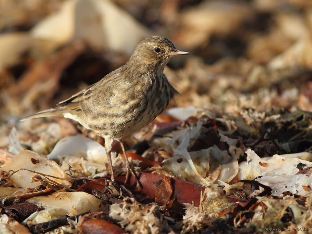 Pipit maritime, identification