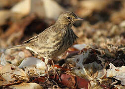 Eurasian Rock Pipit