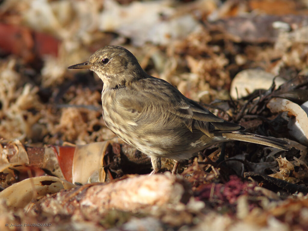 Pipit maritime, identification