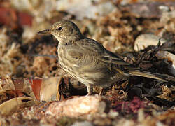 European Rock Pipit