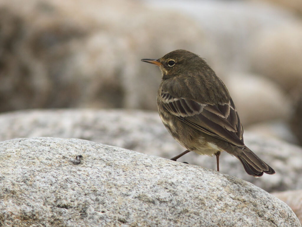 Pipit maritime, identification