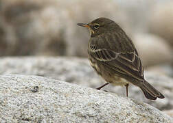 Eurasian Rock Pipit