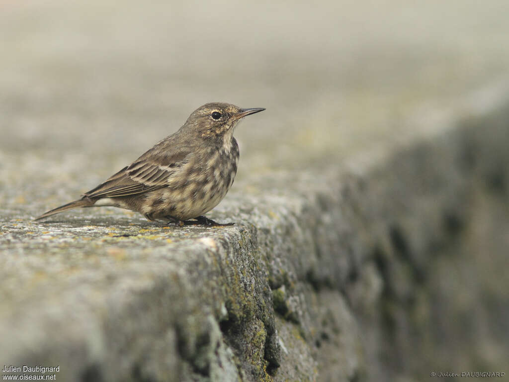 European Rock Pipitadult post breeding, pigmentation