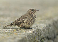 Eurasian Rock Pipit