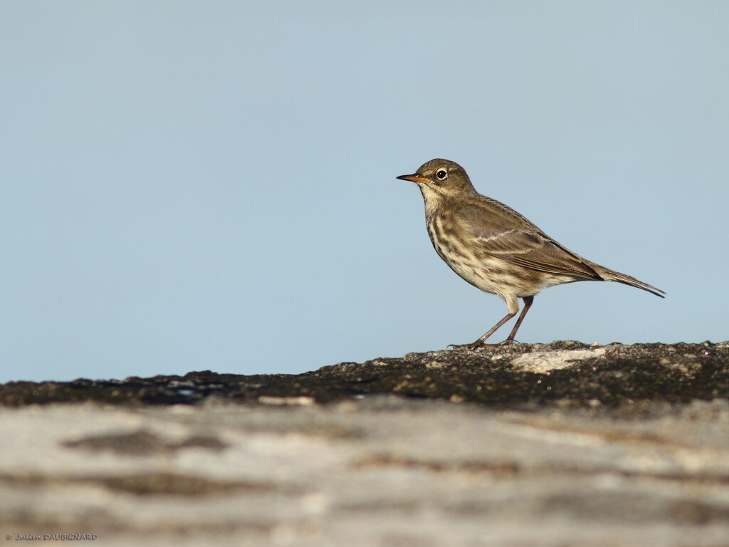 Pipit maritime, identification