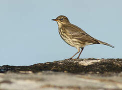 European Rock Pipit