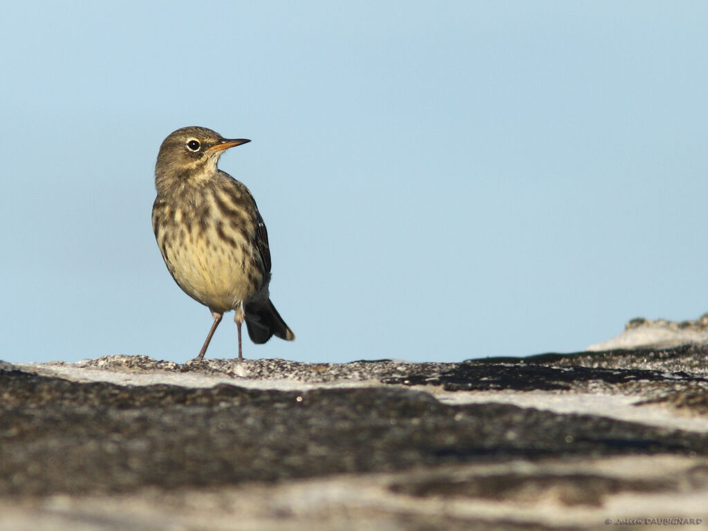 Pipit maritime, identification