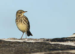 European Rock Pipit