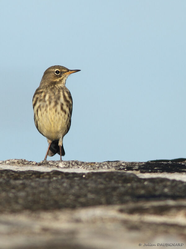 Pipit maritime, identification