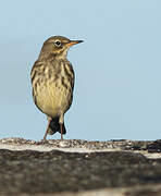 Eurasian Rock Pipit