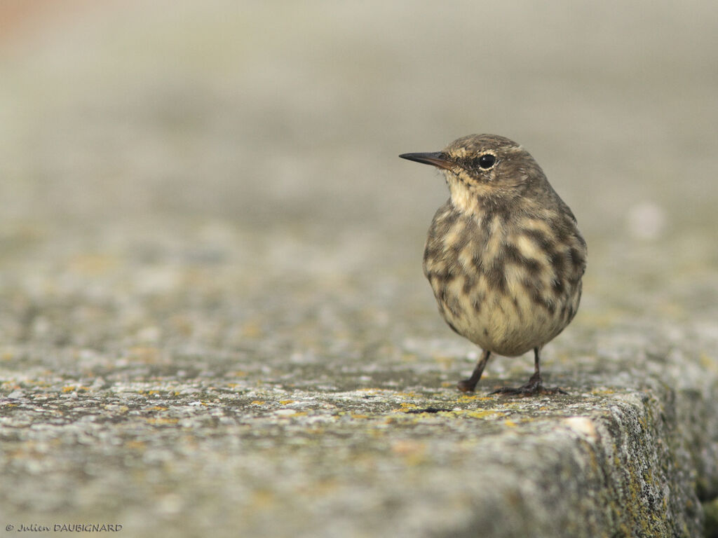 Pipit maritime, identification